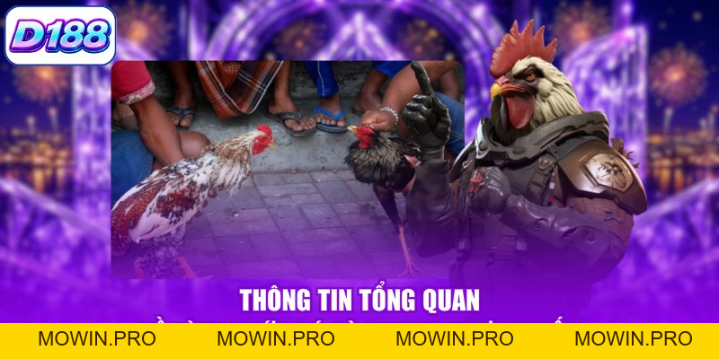 Đá gà Thomo - Khám Phá Những Trận Đấu Đầy Cuốn Hút - Mowin