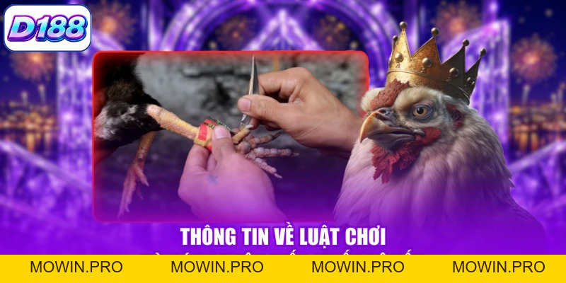 Đá Gà C1 - Khám Phá Các Trận Đấu Kịch Tính, Mãn Nhãn - Mowin